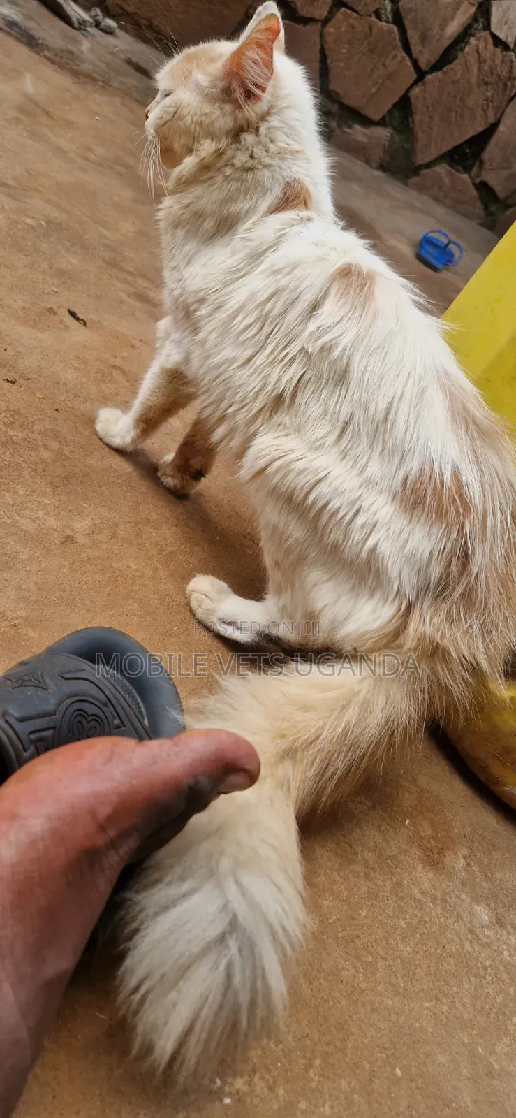 3-6 months Male Purebred Bombay