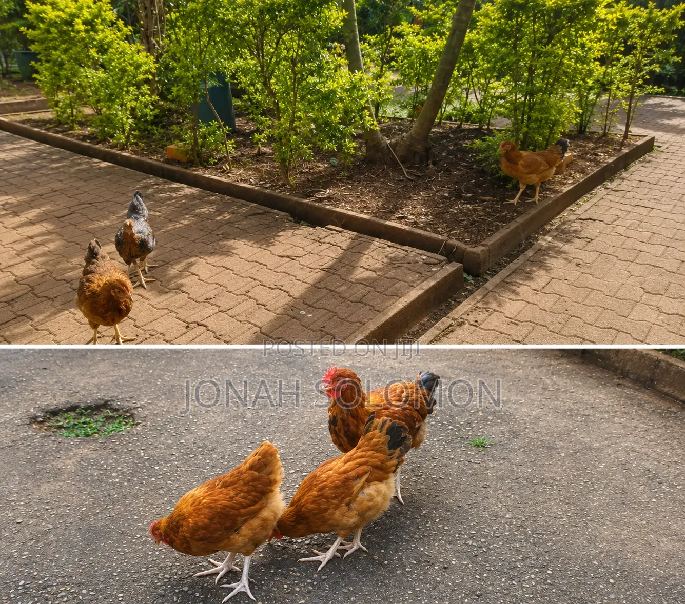 Tanbro 2 Month Chicken