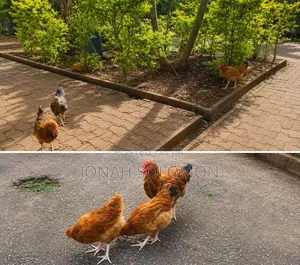 Tanbro 2 Month Chicken