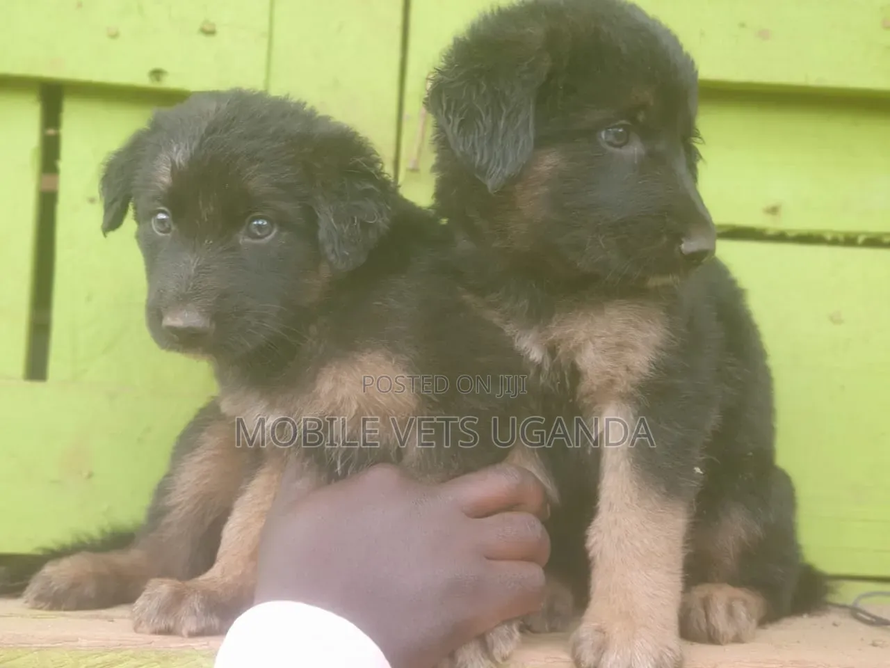 1-3 months Female Purebred German Shepherd