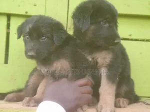 1-3 months Female Purebred German Shepherd