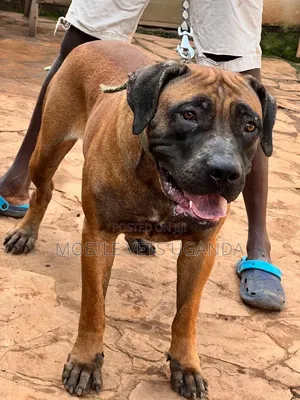 6-12 months Male Purebred Boerboel
