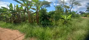 Hot Quick Sale Plot