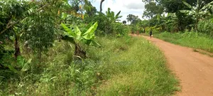 Hot Quick Sale Plot