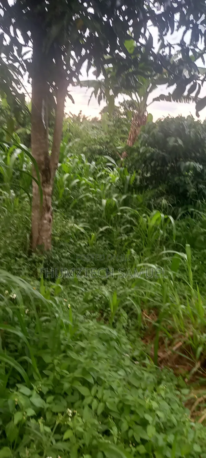 Grab a Titled 1⁄2 Acre Land (Wobulenzi)