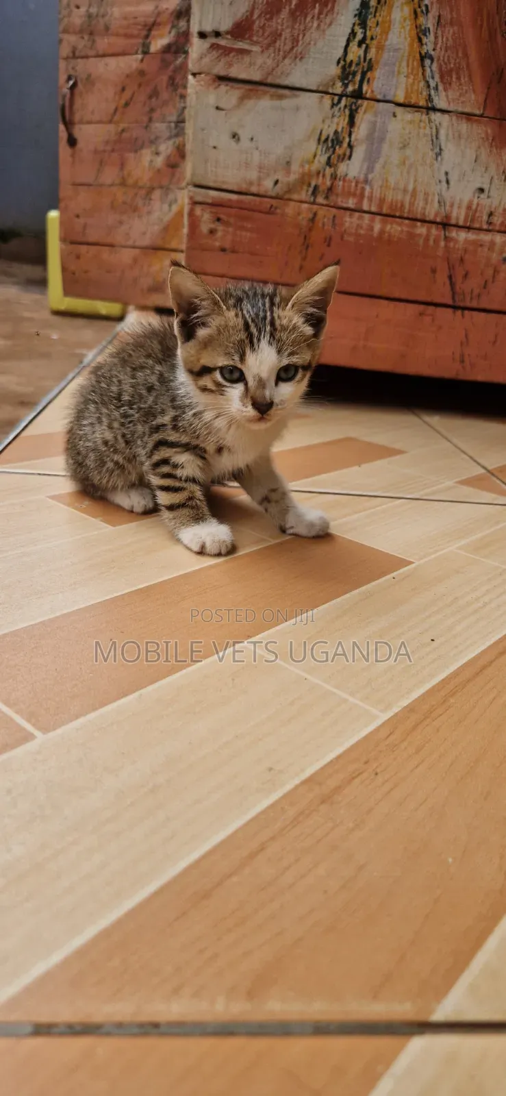 1-3 months Male Purebred American Bobtail