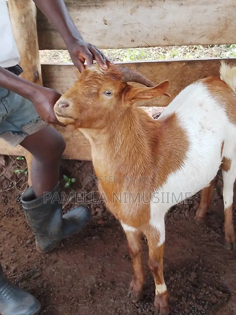 Boer Cross Buck