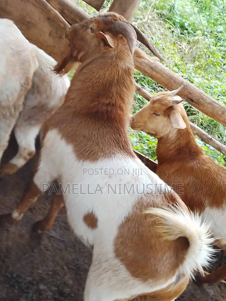Boer Cross Buck