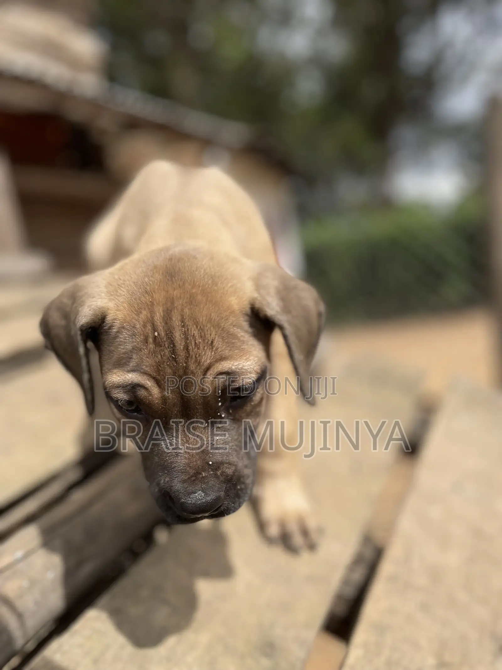 1-3 months Female Purebred Boerboel