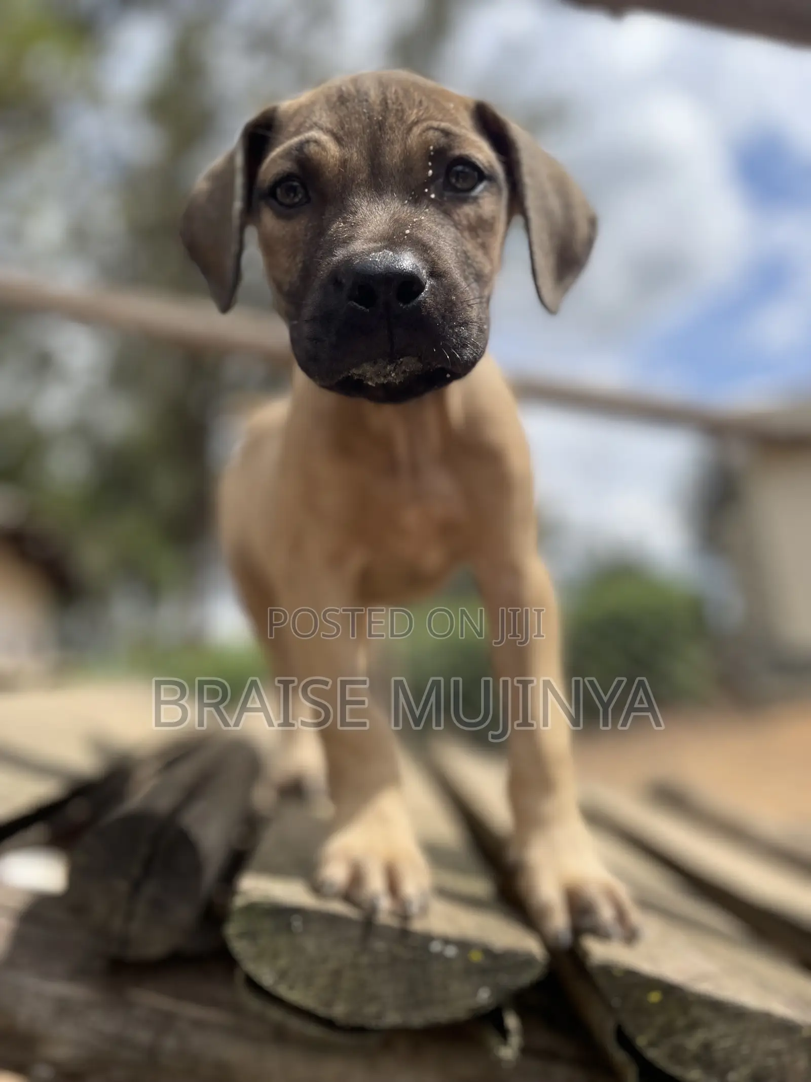 1-3 months Female Purebred Boerboel