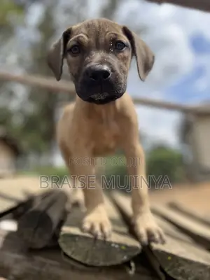 1-3 months Female Purebred Boerboel