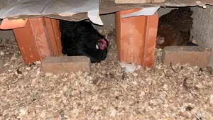Chicken for Sale