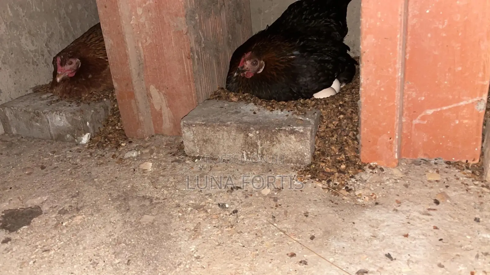 Chicken for Sale