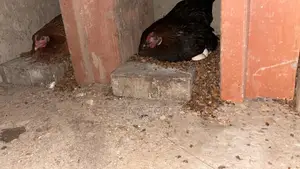 Chicken for Sale