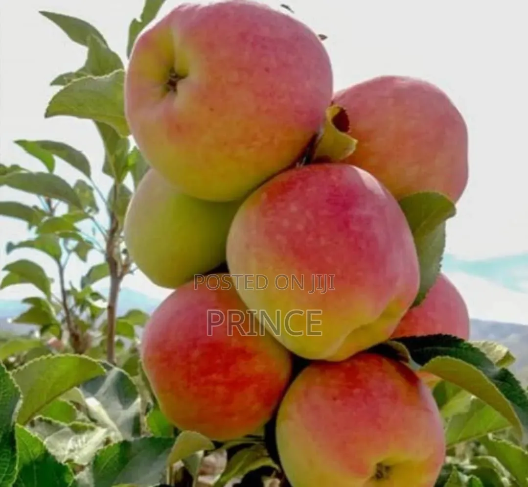Black-off Organic Fertilizer