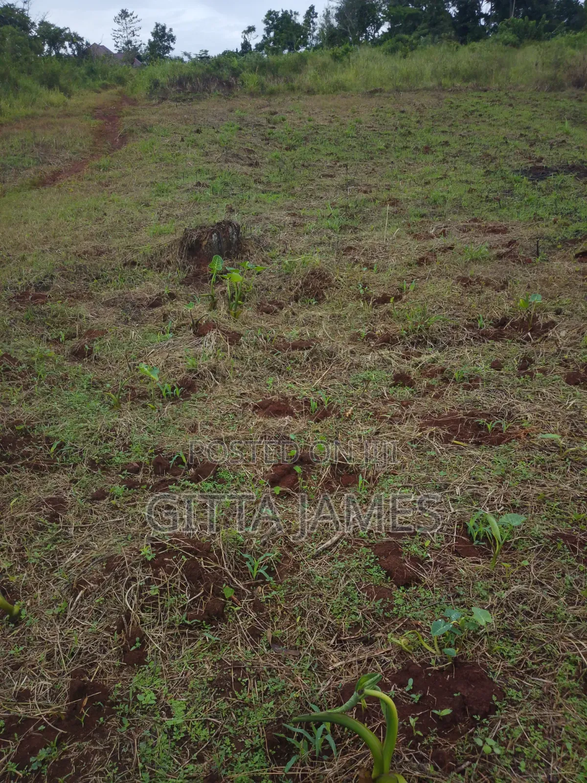 3 Plots of Land for Sale in Kisoga Banda Mukono With Ready Titles