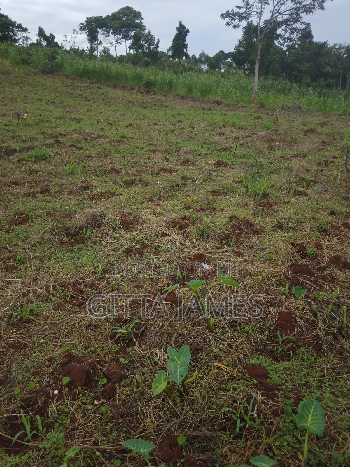 3 Plots of Land for Sale in Kisoga Banda Mukono With Ready Titles