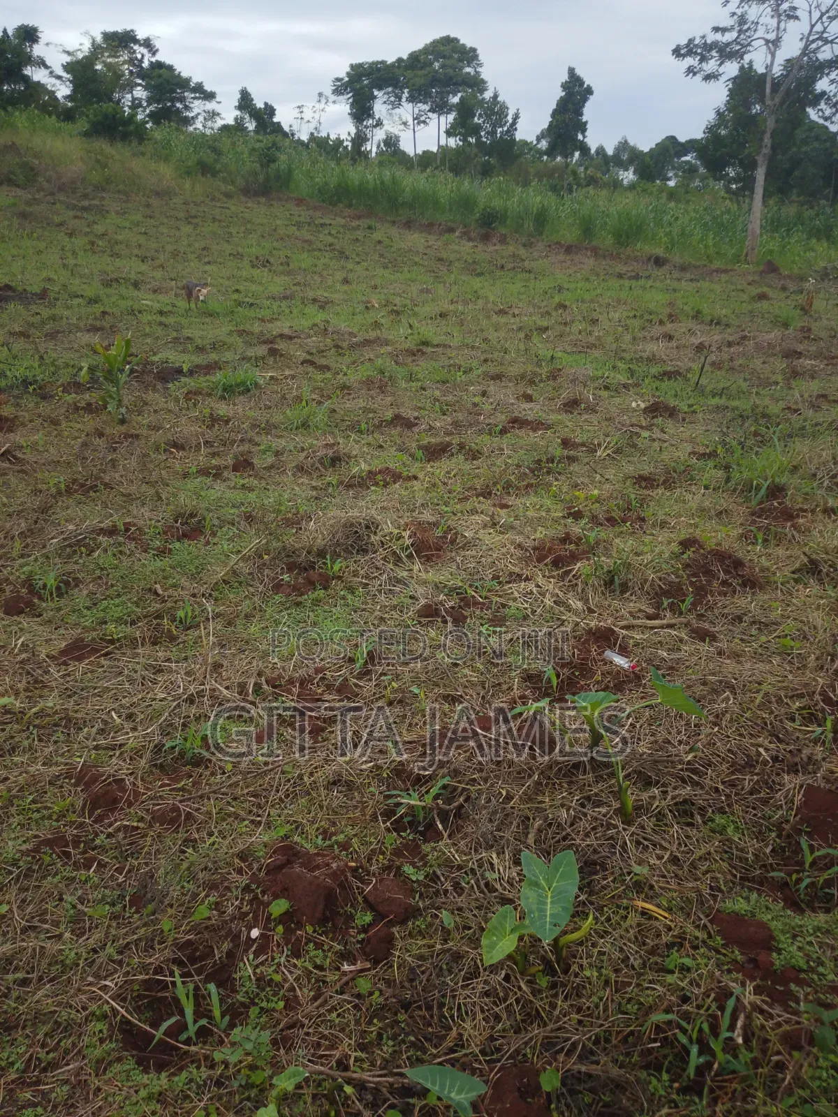 3 Plots of Land for Sale in Kisoga Banda Mukono With Ready Titles
