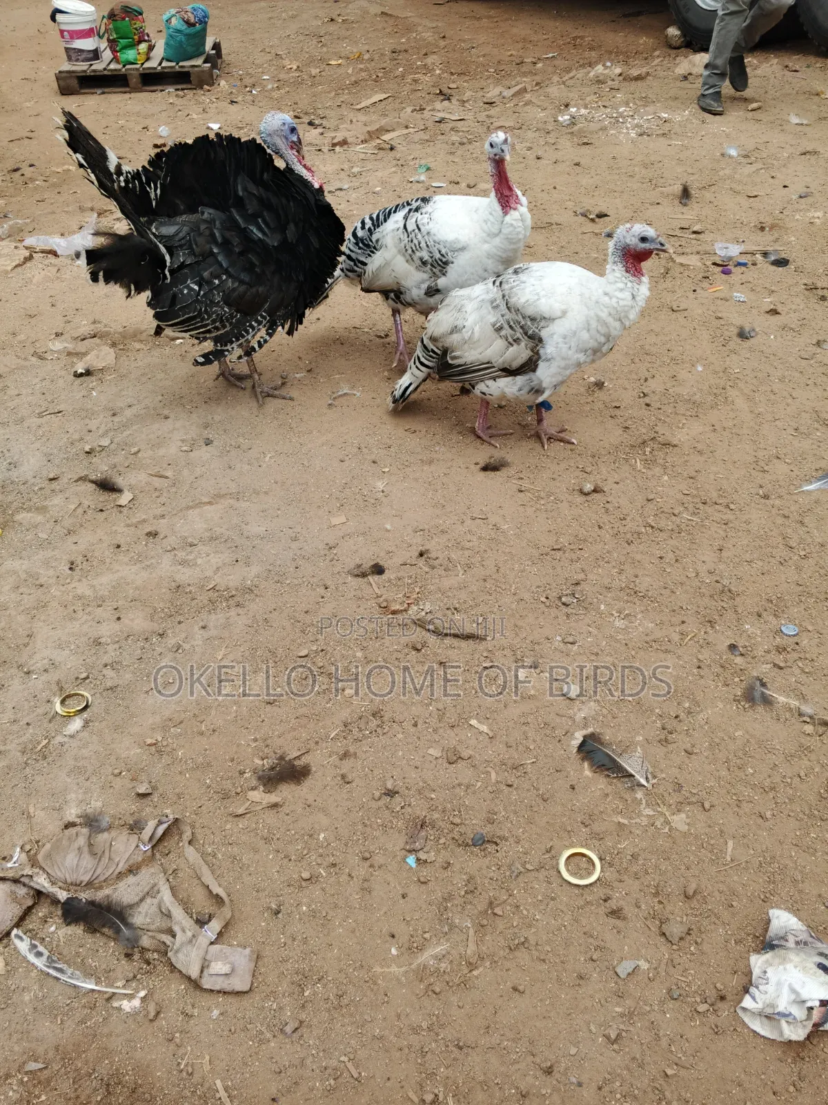 2 Females and 1 Male Turkeys