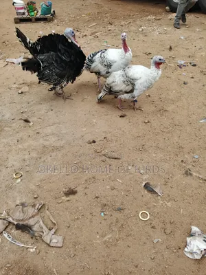 2 Females and 1 Male Turkeys