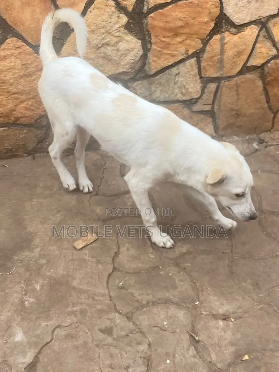 1-3 months Male Purebred Japanese Spitz
