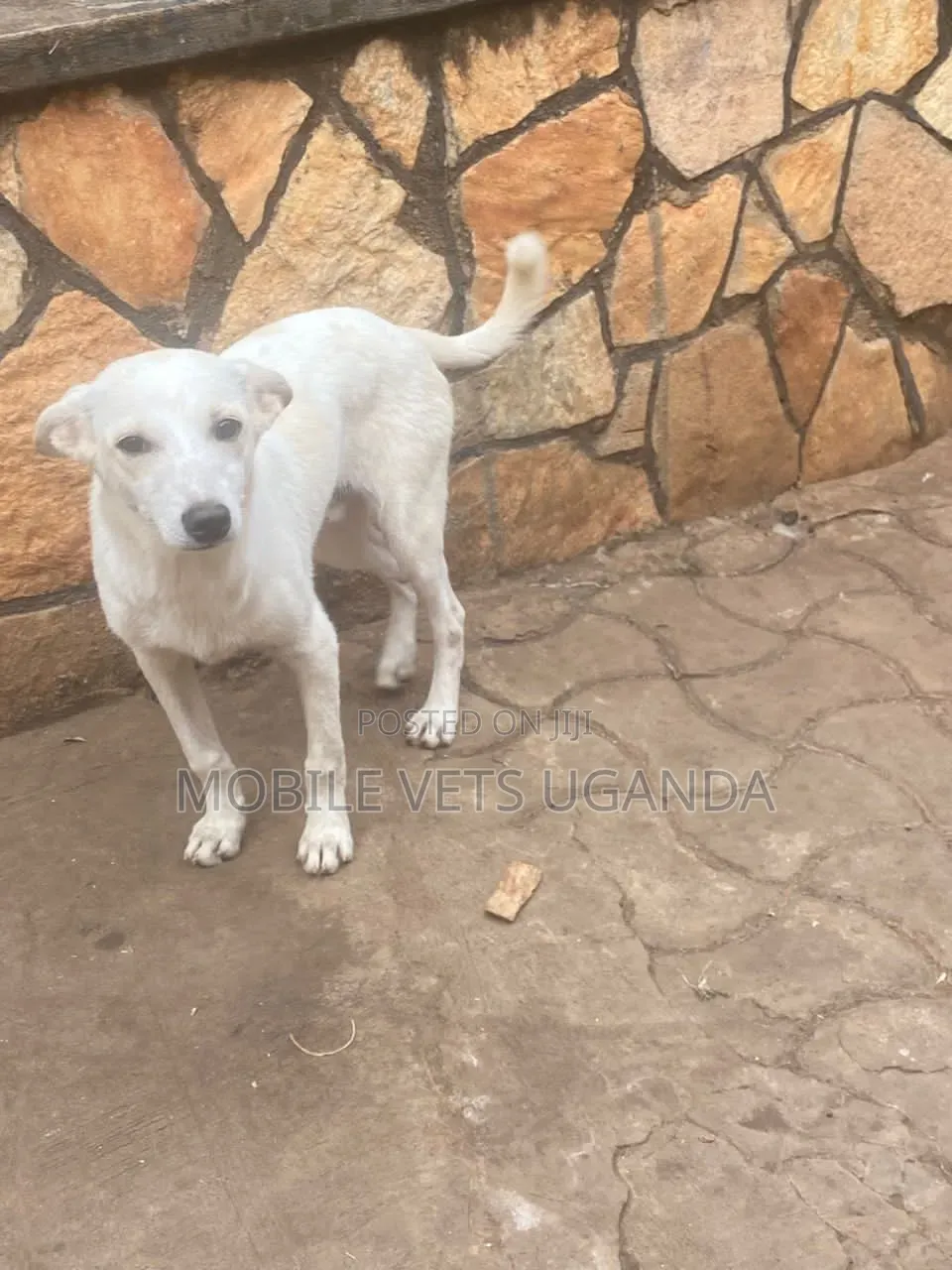 6-12 months Male Mixed Breed German Shepherd