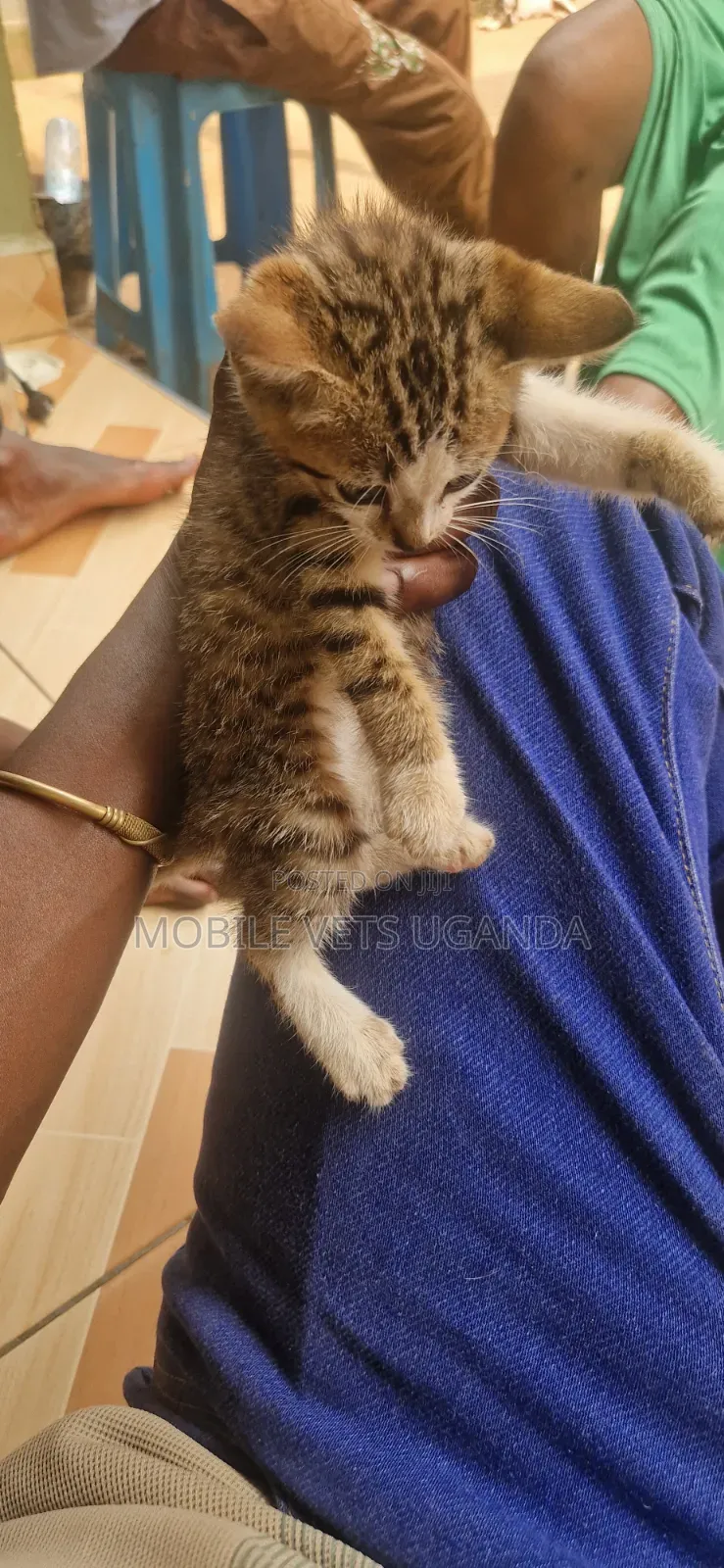 0-1 month Male Purebred Bombay
