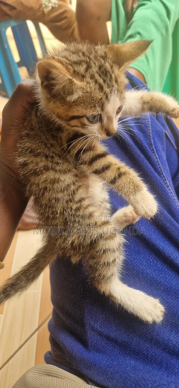 1-3 months Male Purebred American Wirehair