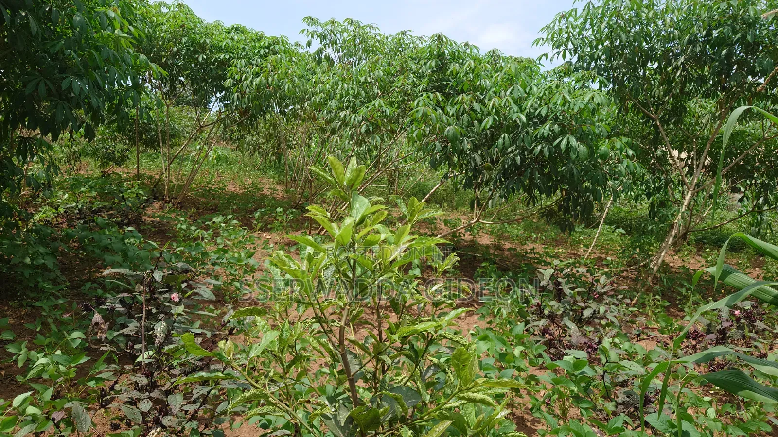 Titled Plots of Land for Sale in Kasaayi Bukerere