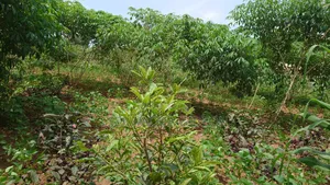Titled Plots of Land for Sale in Kasaayi Bukerere