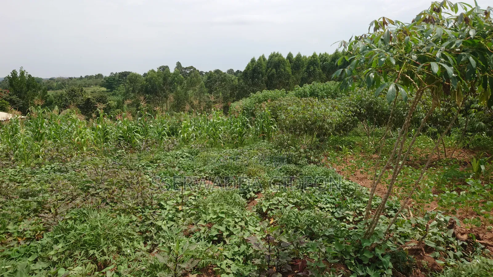 Titled Plots of Land for Sale in Kasaayi Bukerere