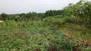Titled Plots of Land for Sale in Kasaayi Bukerere