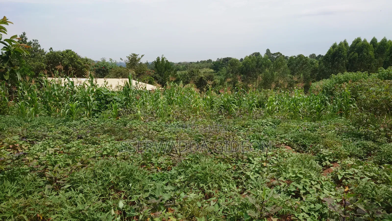 Titled Plots of Land for Sale in Kasaayi Bukerere