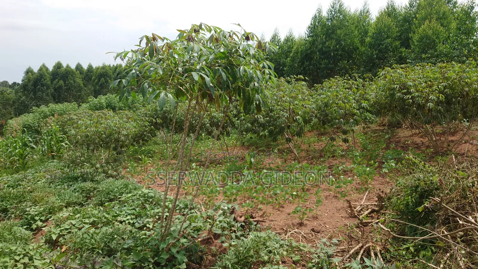 Titled Plots of Land for Sale in Kasaayi Bukerere