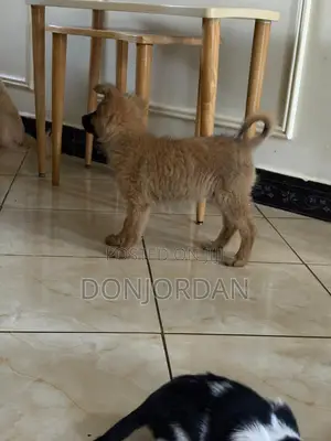 1-3 months Male Purebred German Shepherd