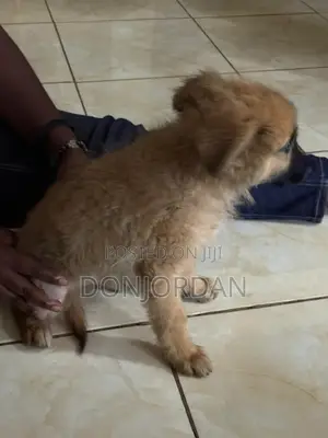1-3 months Male Purebred German Shepherd