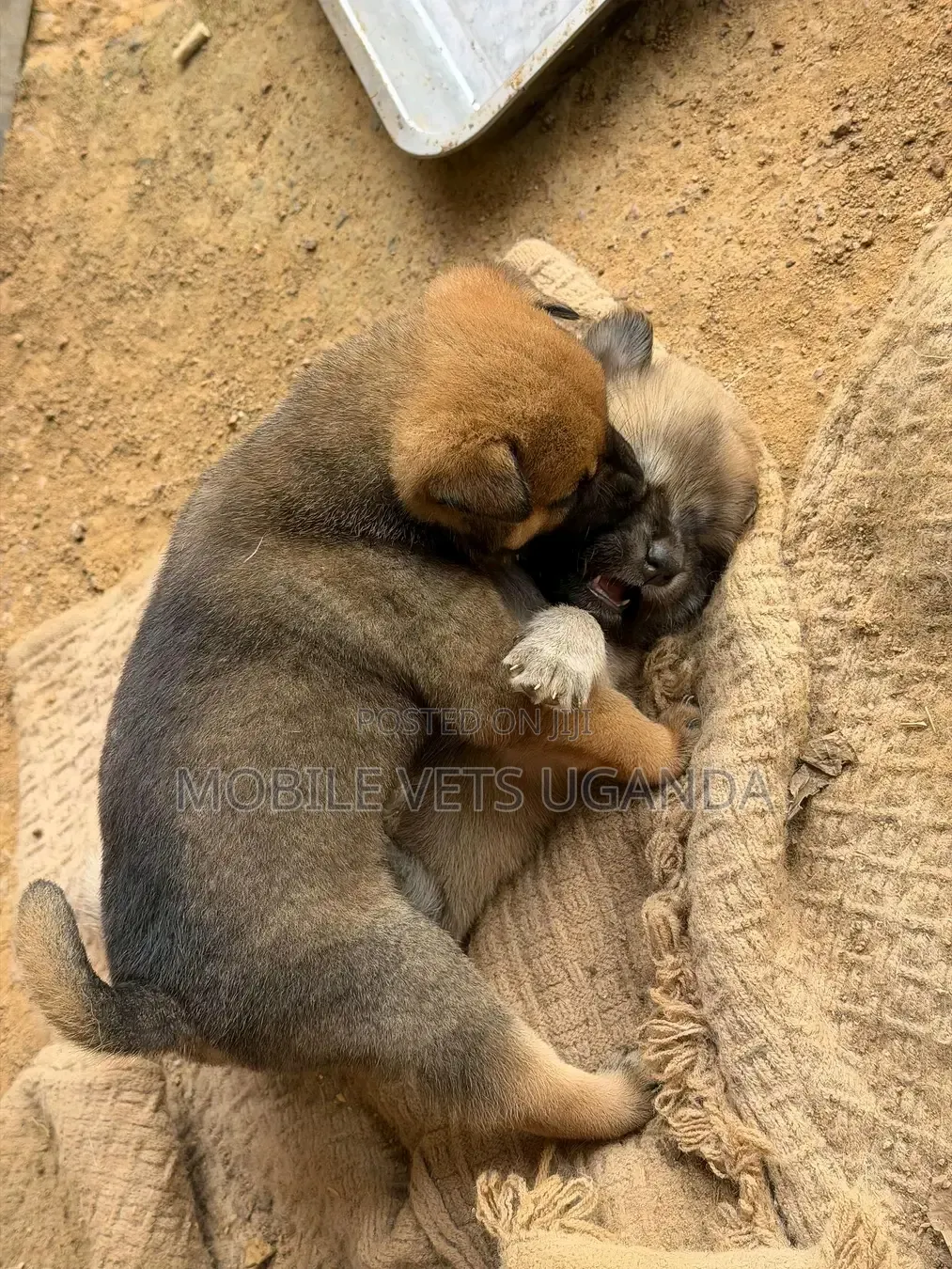 1-3 months Male Mixed Breed German Shepherd