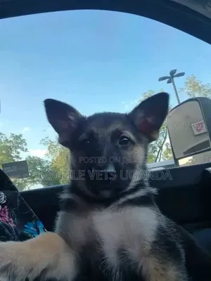 3-6 months Male Purebred German Shepherd