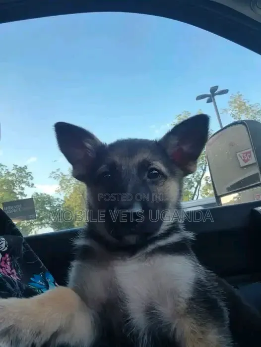 3-6 months Male Purebred German Shepherd