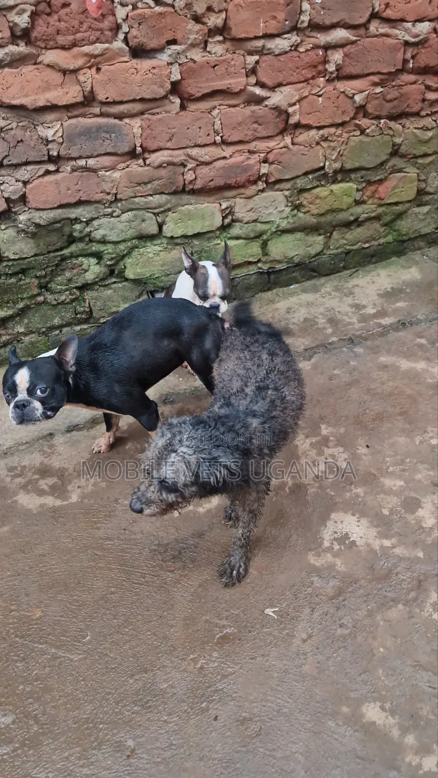 6-12 months Male Purebred Boston Terrier