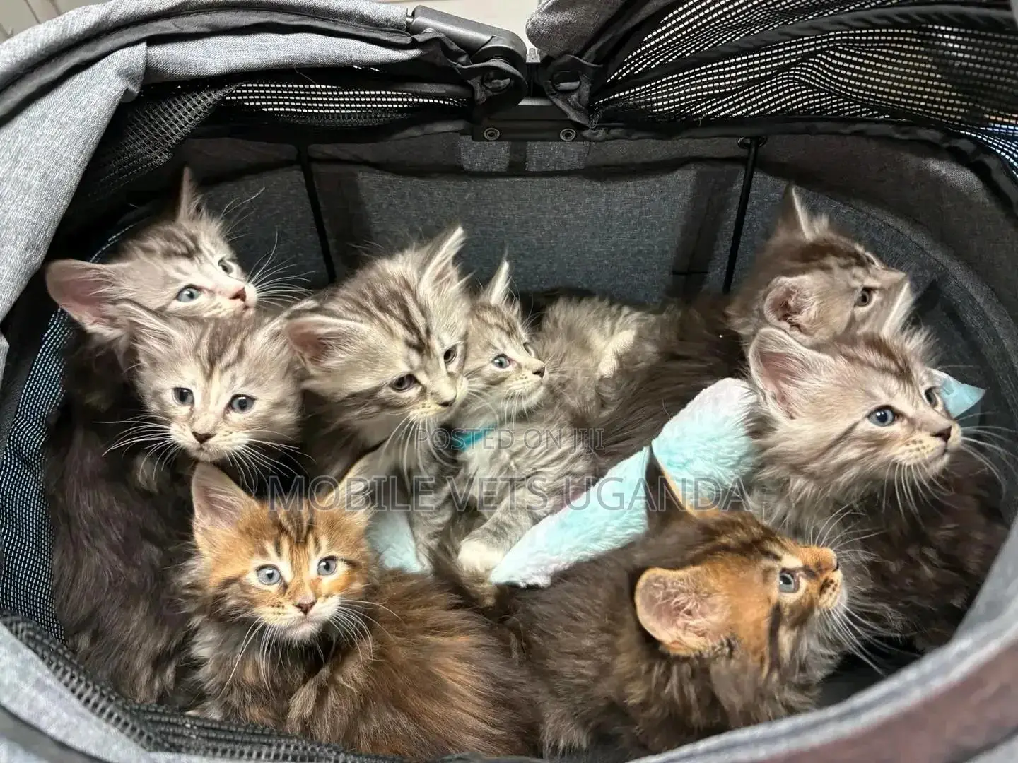 1-3 months Male Purebred American Curl