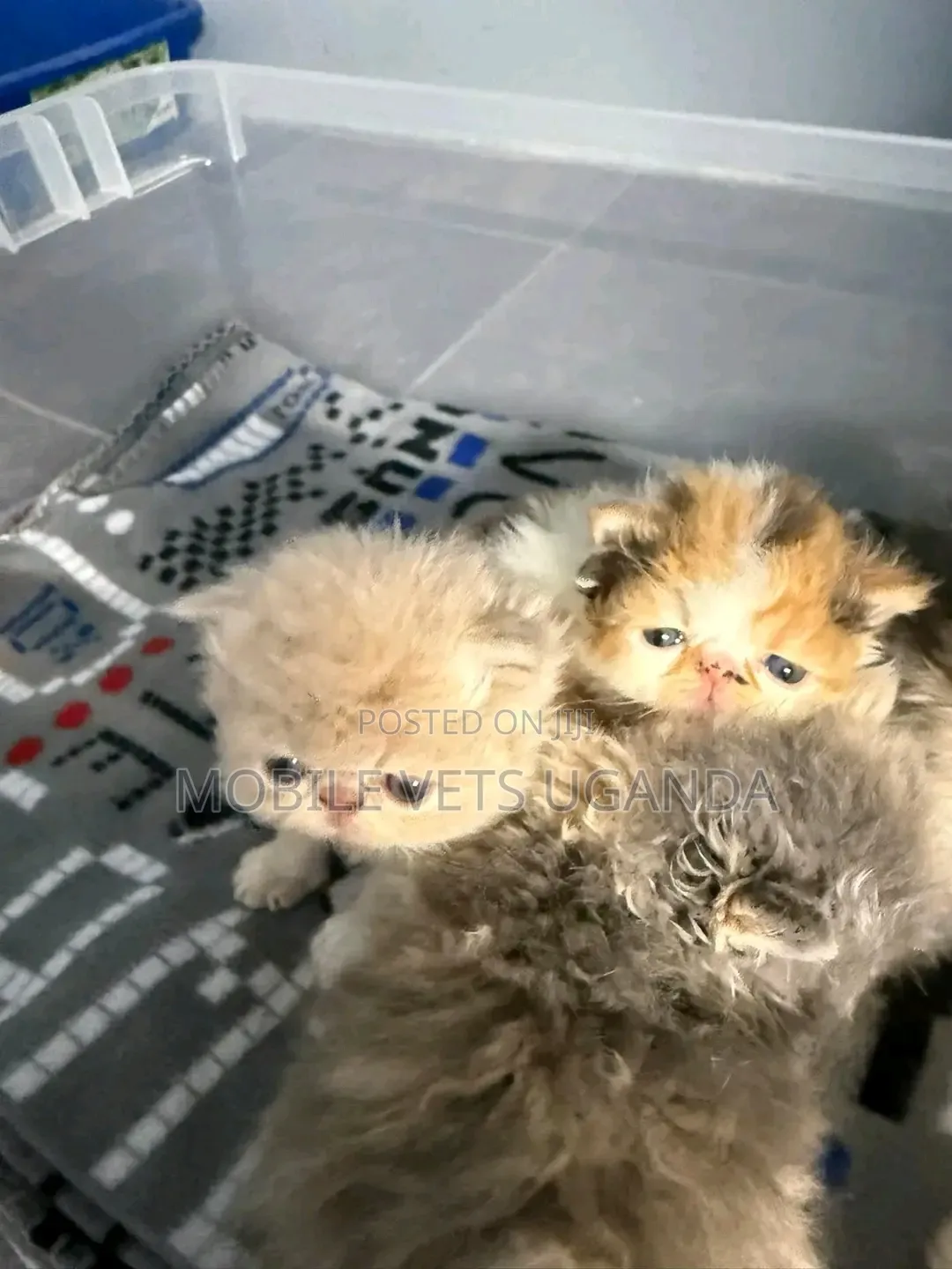 0-1 month Female Purebred Manx