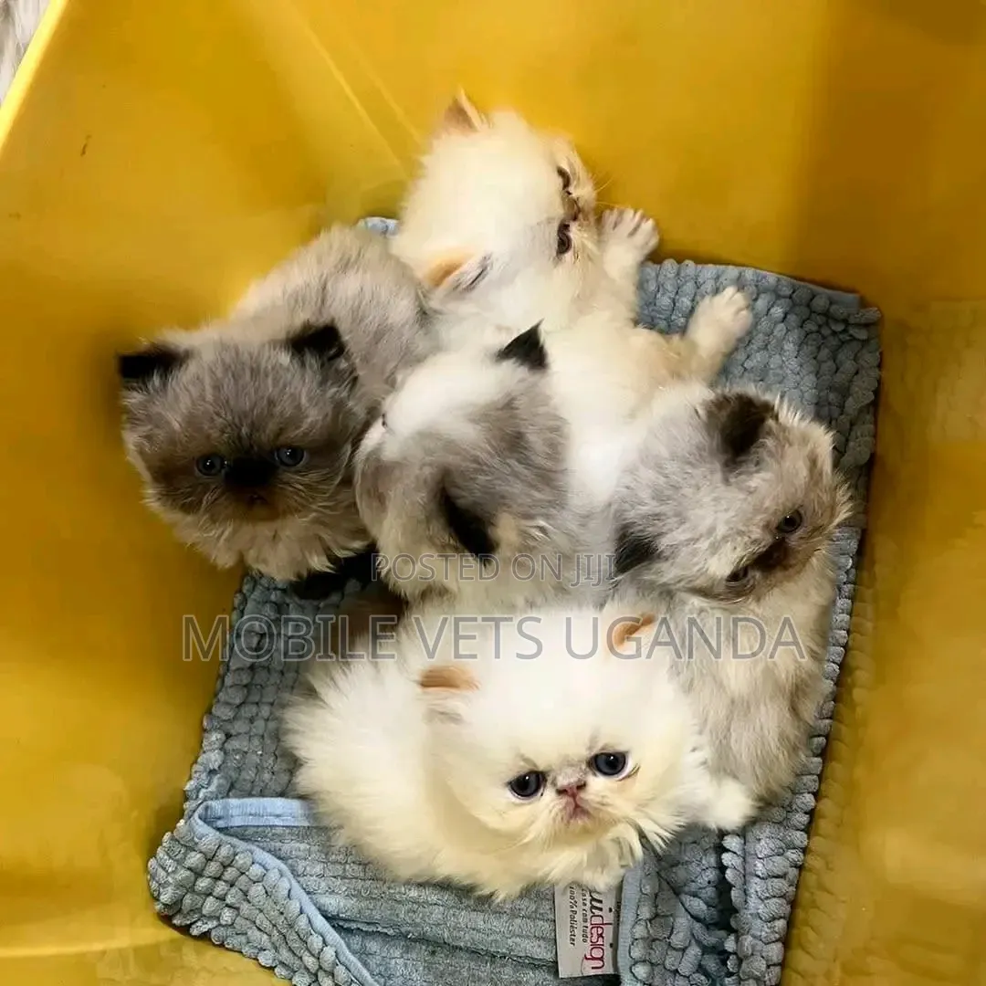 1-3 months Male Purebred Persian