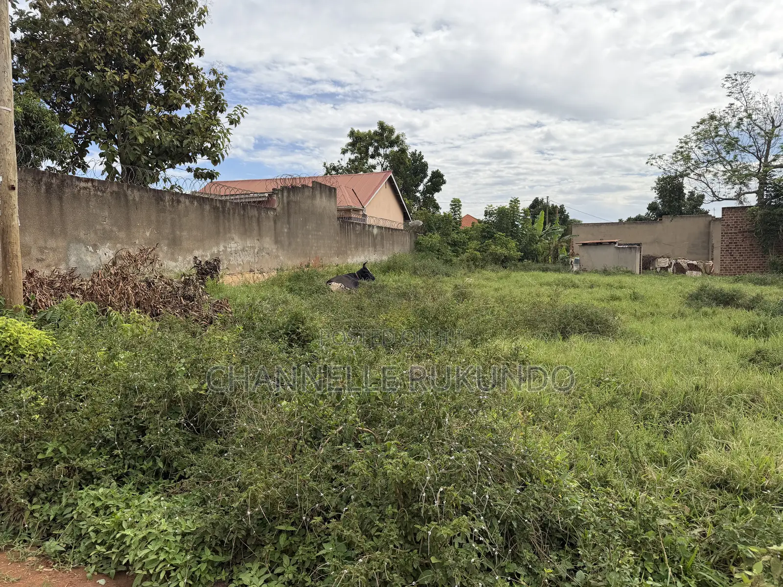 Land in Bajjo,Seeta 50 by 100