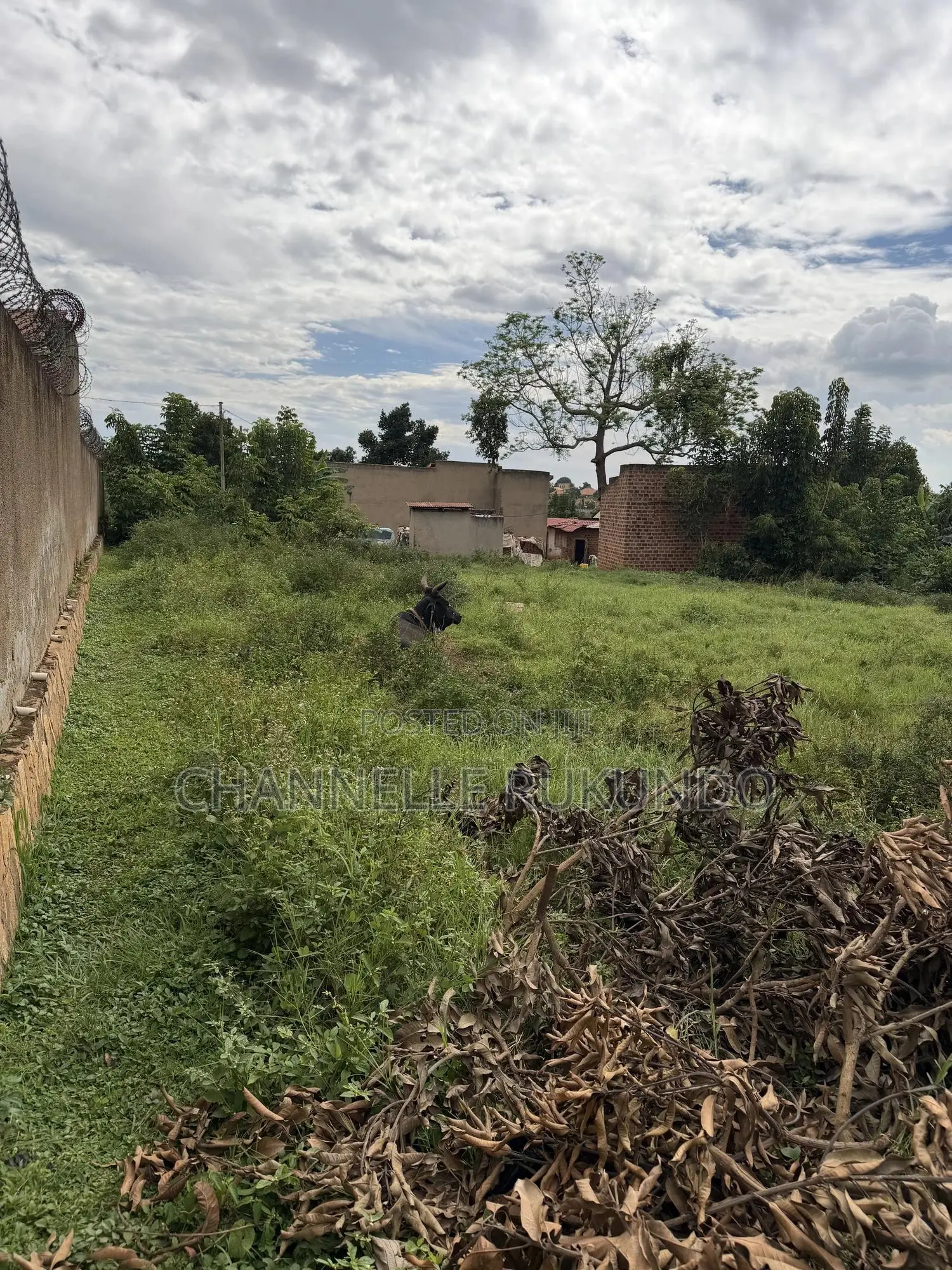Land in Bajjo,Seeta 50 by 100