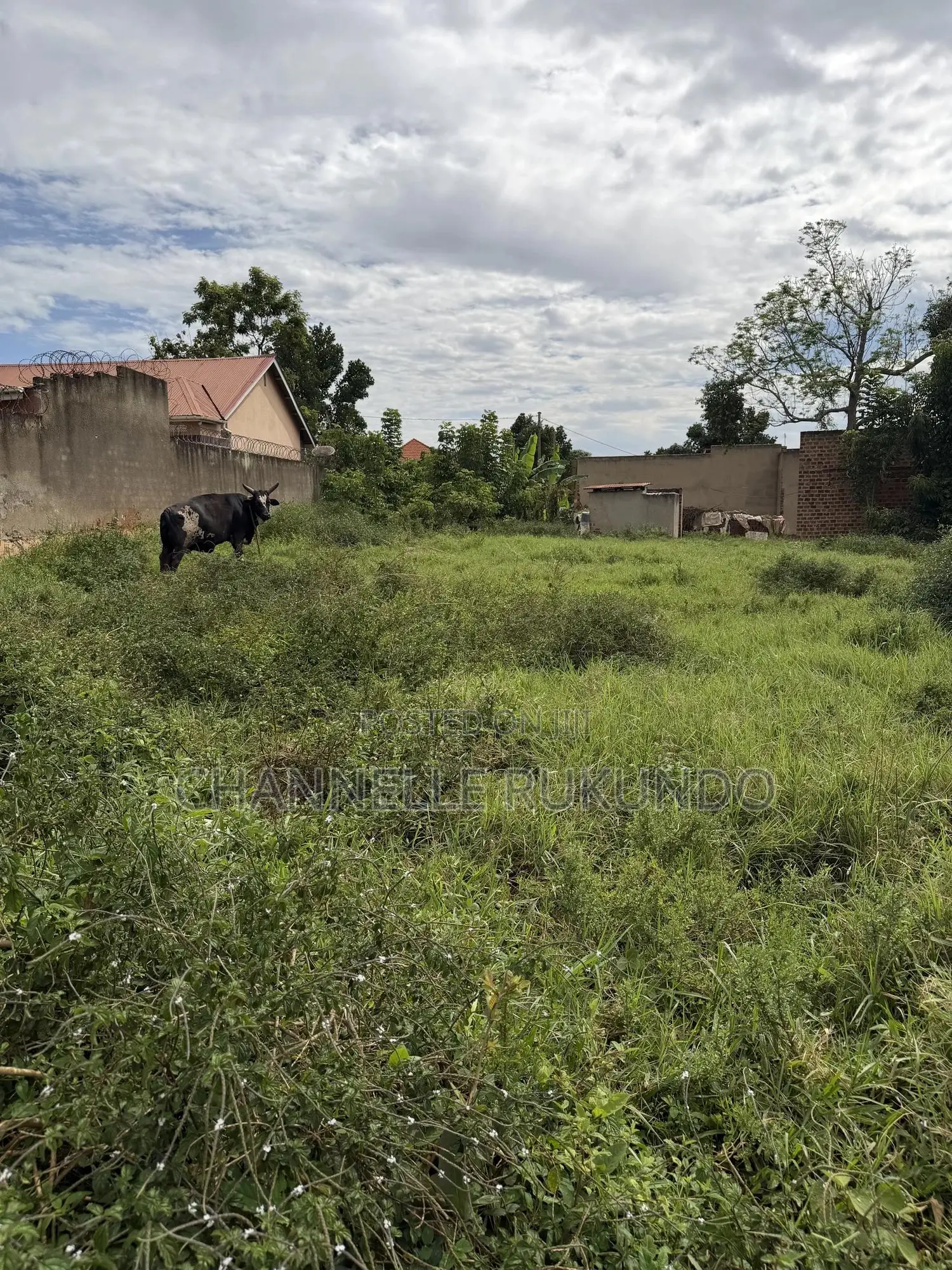 Land in Bajjo,Seeta 50 by 100