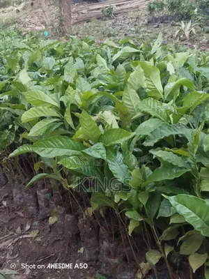 Coffee Seedlings