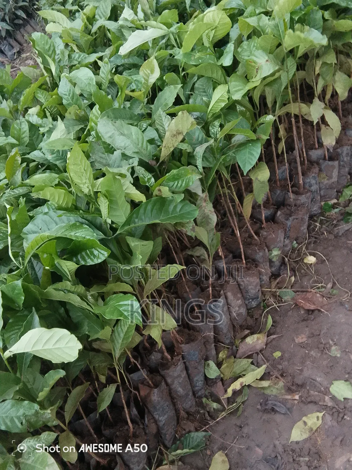 Coffee Seedlings