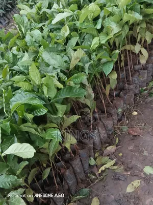 Coffee Seedlings