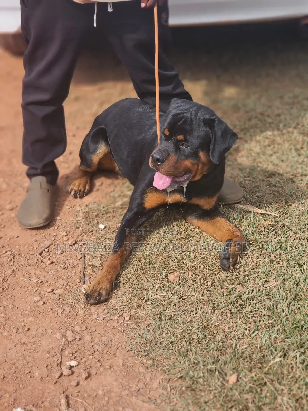 3-6 months Male Purebred Rottweiler